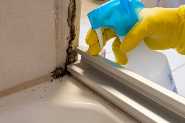 Best Bathroom Mold Remediation in USA